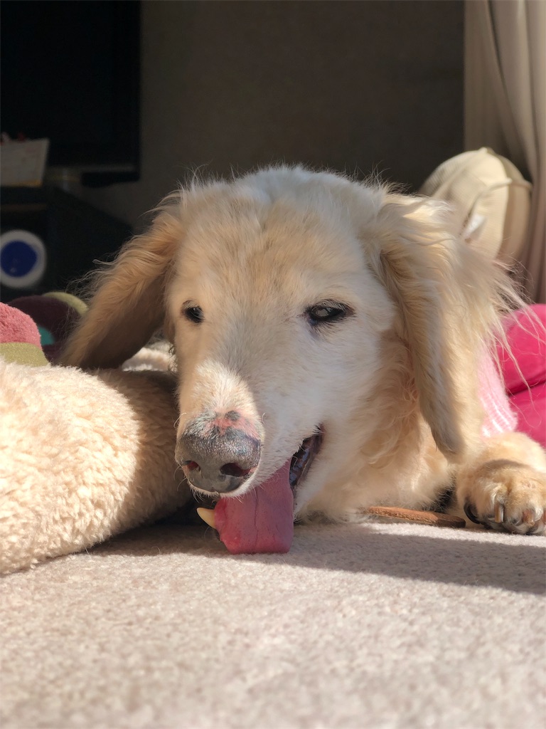 f:id:renkunno:20191121141132j:image f:id:renkunno:20191121141132j:image