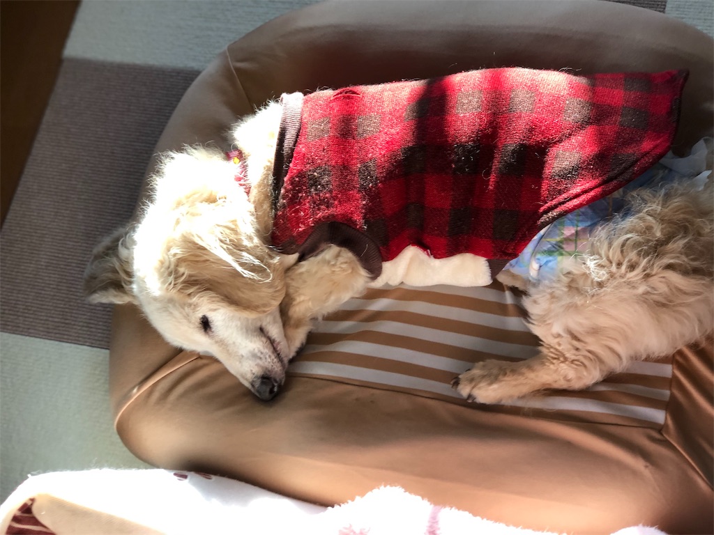 f:id:renkunno:20191123161613j:image