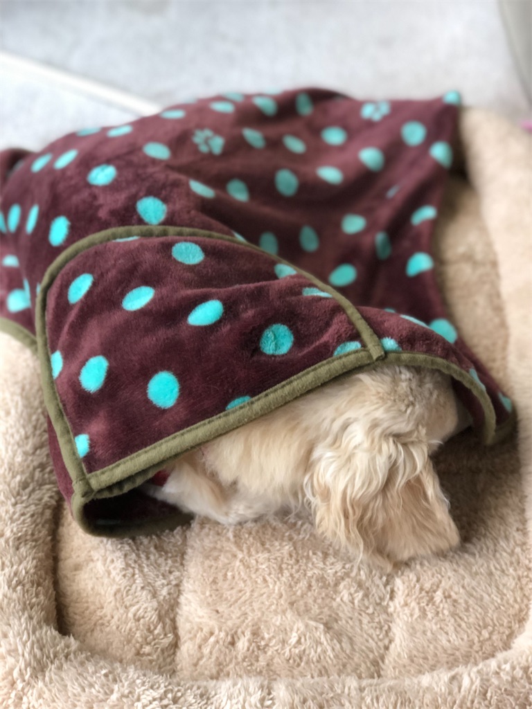 f:id:renkunno:20191203135703j:image f:id:renkunno:20191203135703j:image
