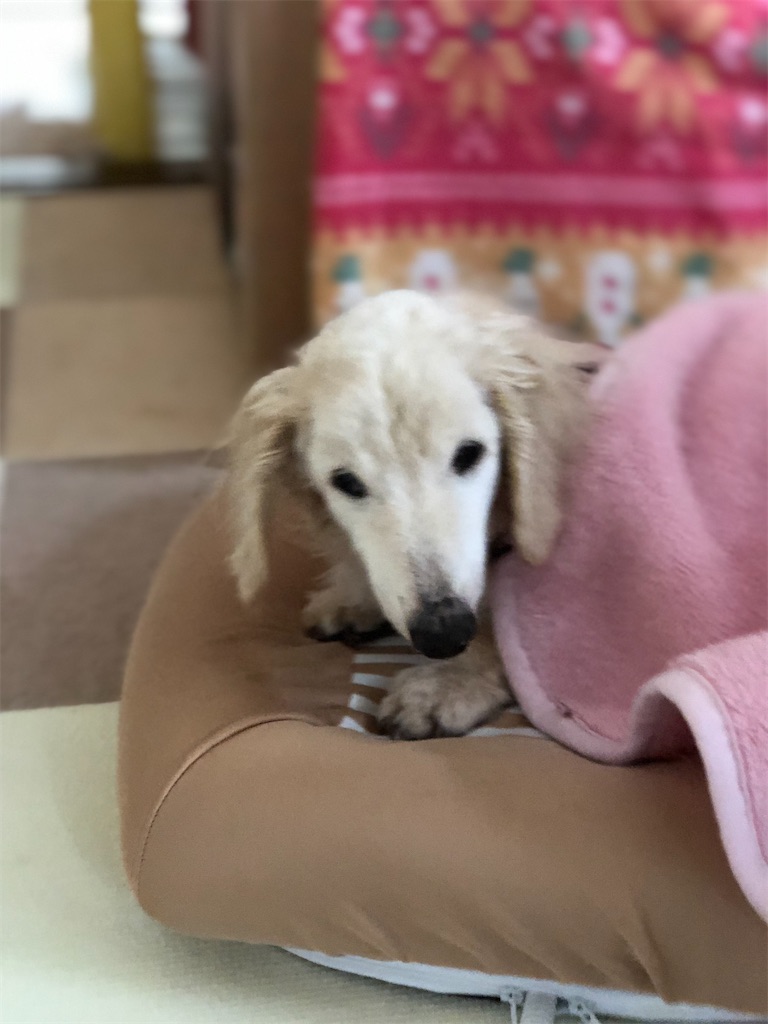f:id:renkunno:20191203135707j:image f:id:renkunno:20191203135707j:image