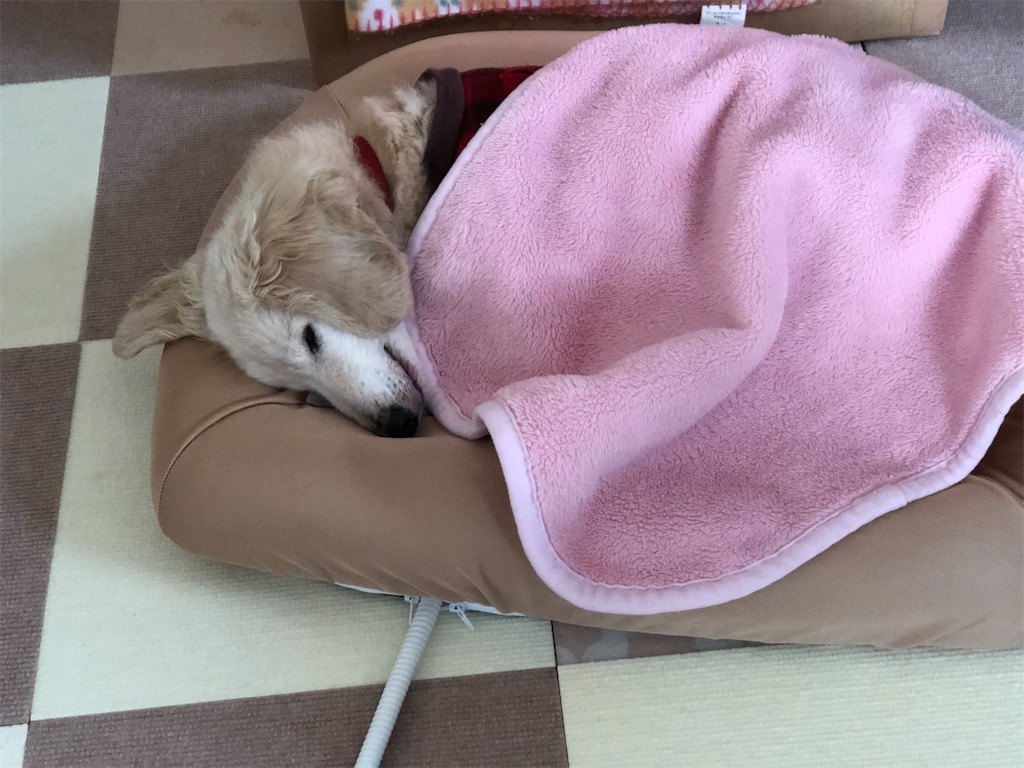 f:id:renkunno:20191203135719j:image f:id:renkunno:20191203135719j:image