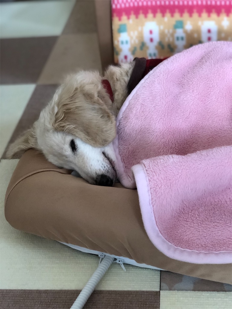 f:id:renkunno:20191203135726j:image f:id:renkunno:20191203135726j:image