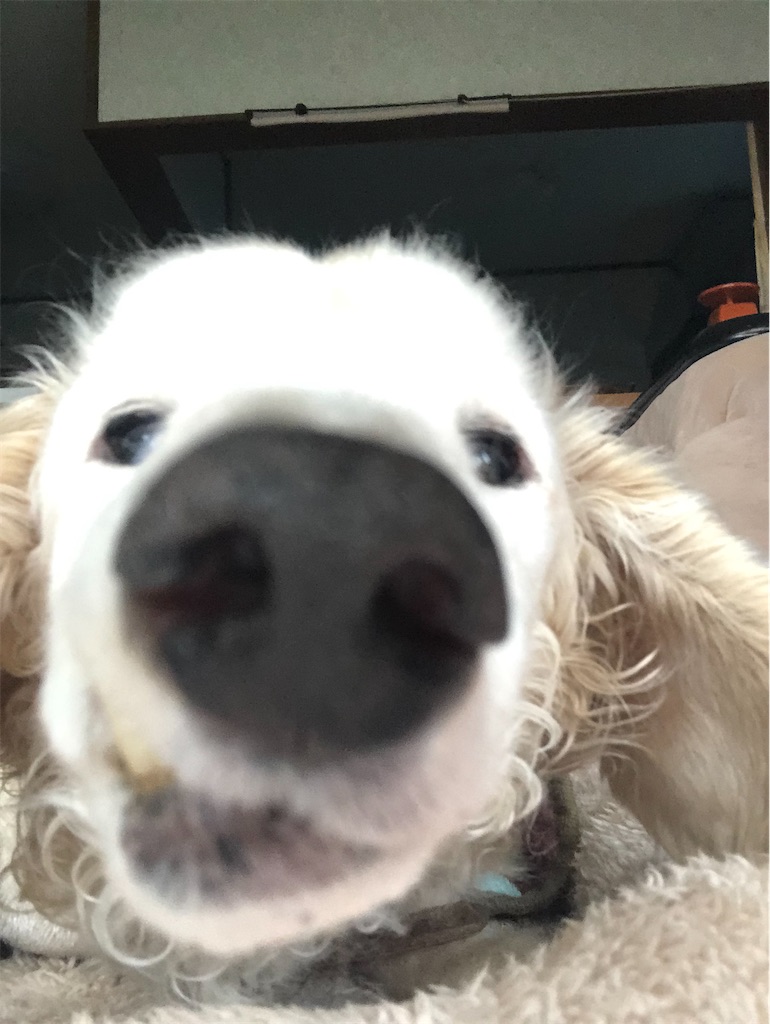 f:id:renkunno:20191203155443j:image f:id:renkunno:20191203155443j:image