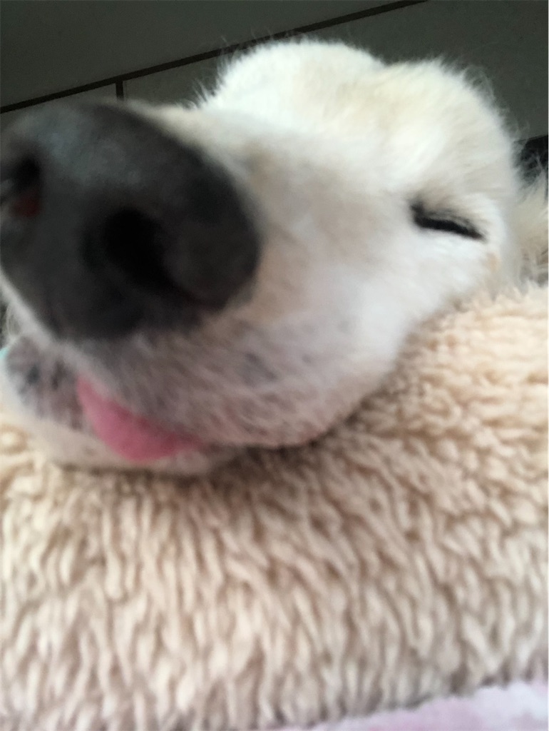 f:id:renkunno:20191203155458j:image f:id:renkunno:20191203155458j:image