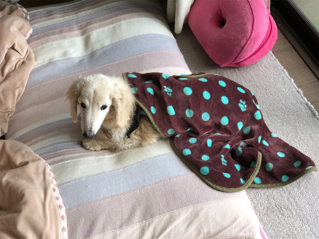 f:id:renkunno:20191204133113j:image