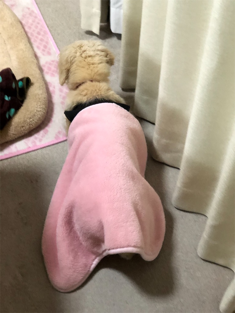 f:id:renkunno:20191204213527j:image