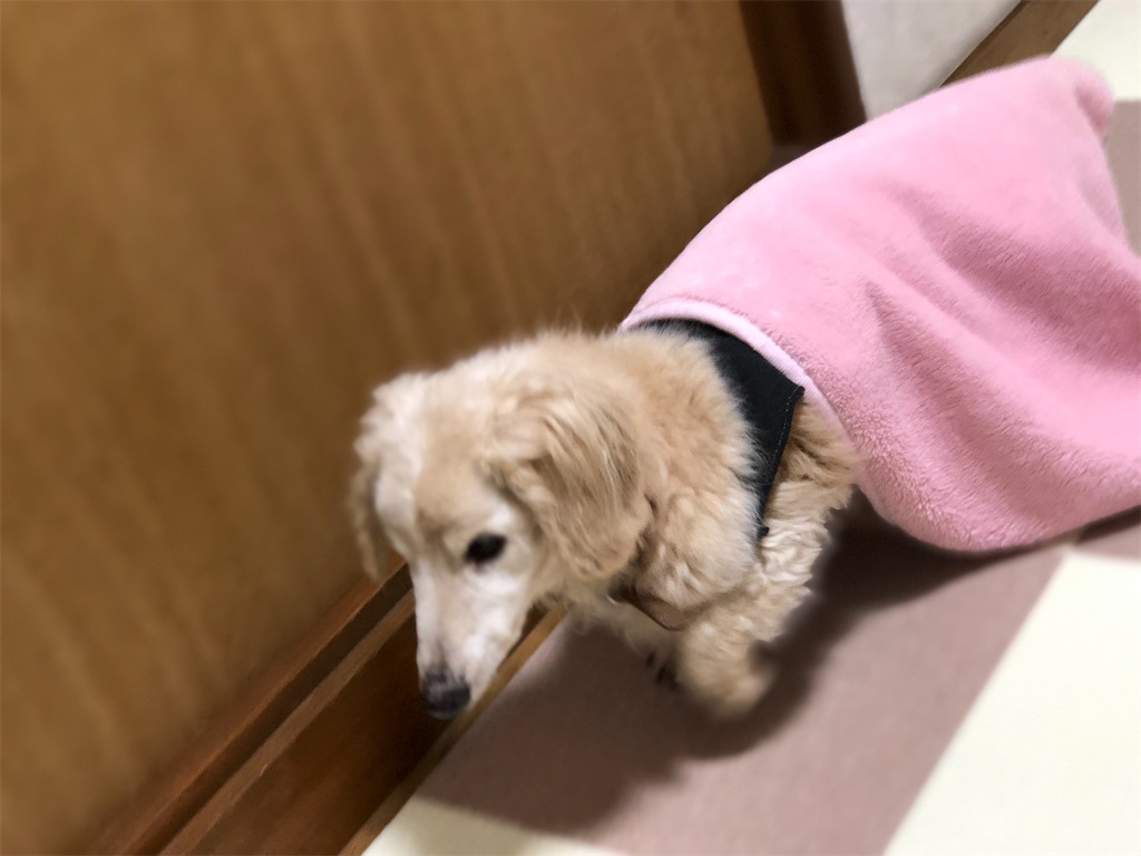 f:id:renkunno:20191204213532j:image