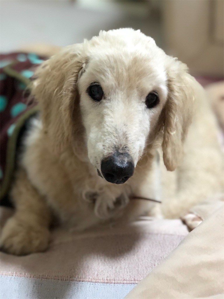 f:id:renkunno:20191205210726j:image f:id:renkunno:20191205210726j:image
