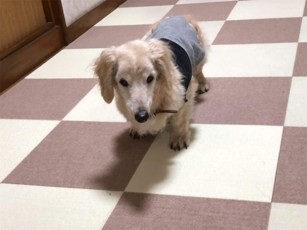 f:id:renkunno:20191205211433j:image f:id:renkunno:20191205211433j:image
