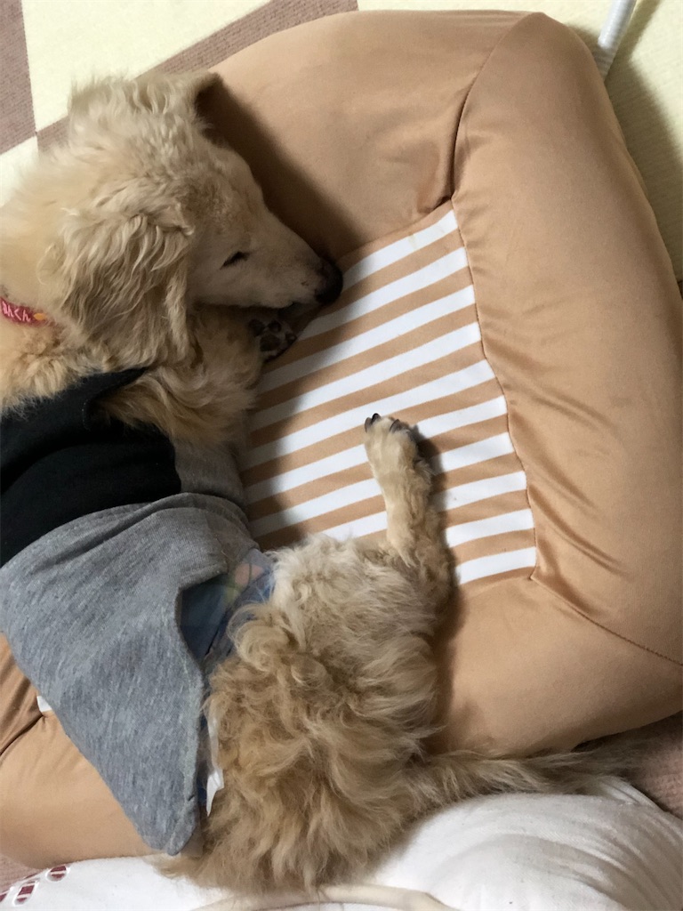 f:id:renkunno:20191205221148j:image f:id:renkunno:20191205221148j:image