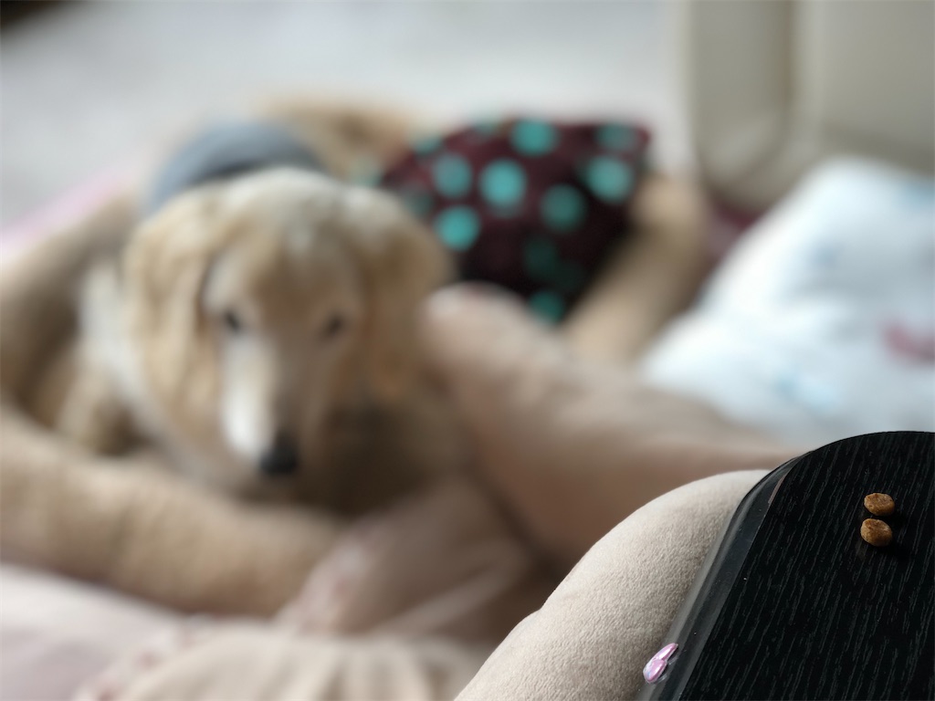 f:id:renkunno:20191206151644j:image f:id:renkunno:20191206151644j:image