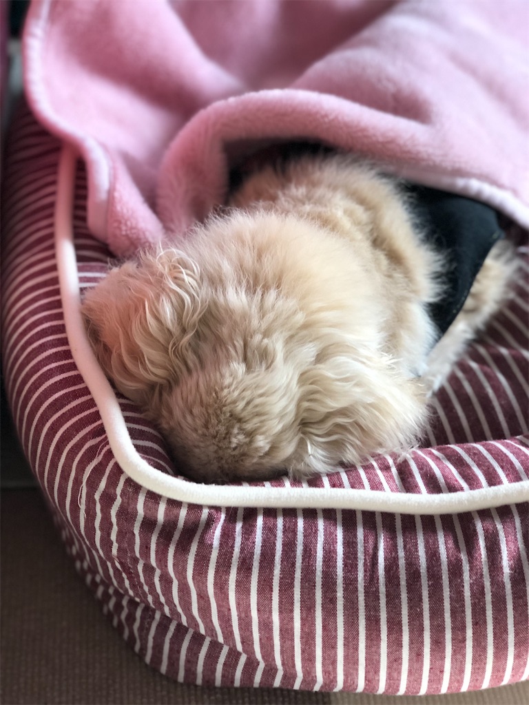 f:id:renkunno:20191206152412j:image f:id:renkunno:20191206152412j:image