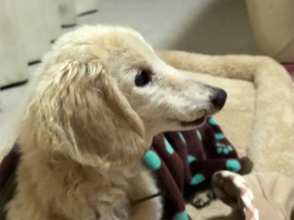 f:id:renkunno:20191206204425j:image f:id:renkunno:20191206204425j:image