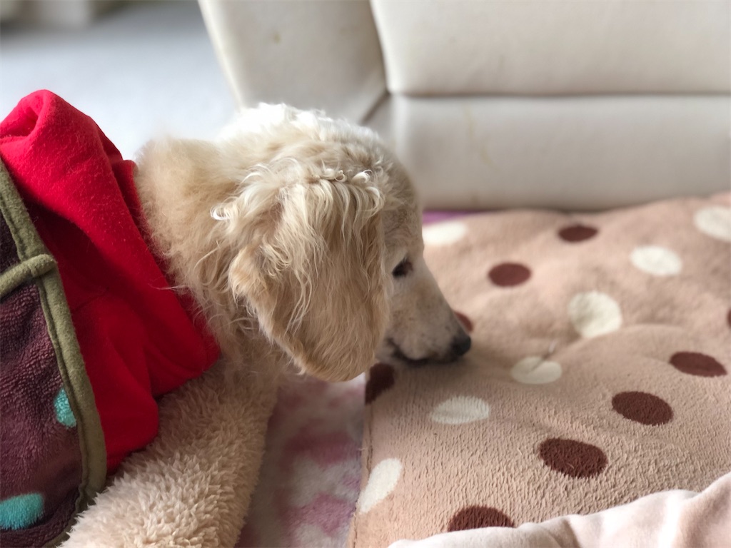 f:id:renkunno:20191207215138j:image f:id:renkunno:20191207215138j:image
