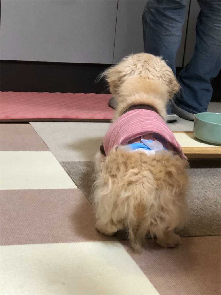 f:id:renkunno:20191220203121j:image f:id:renkunno:20191220203121j:image