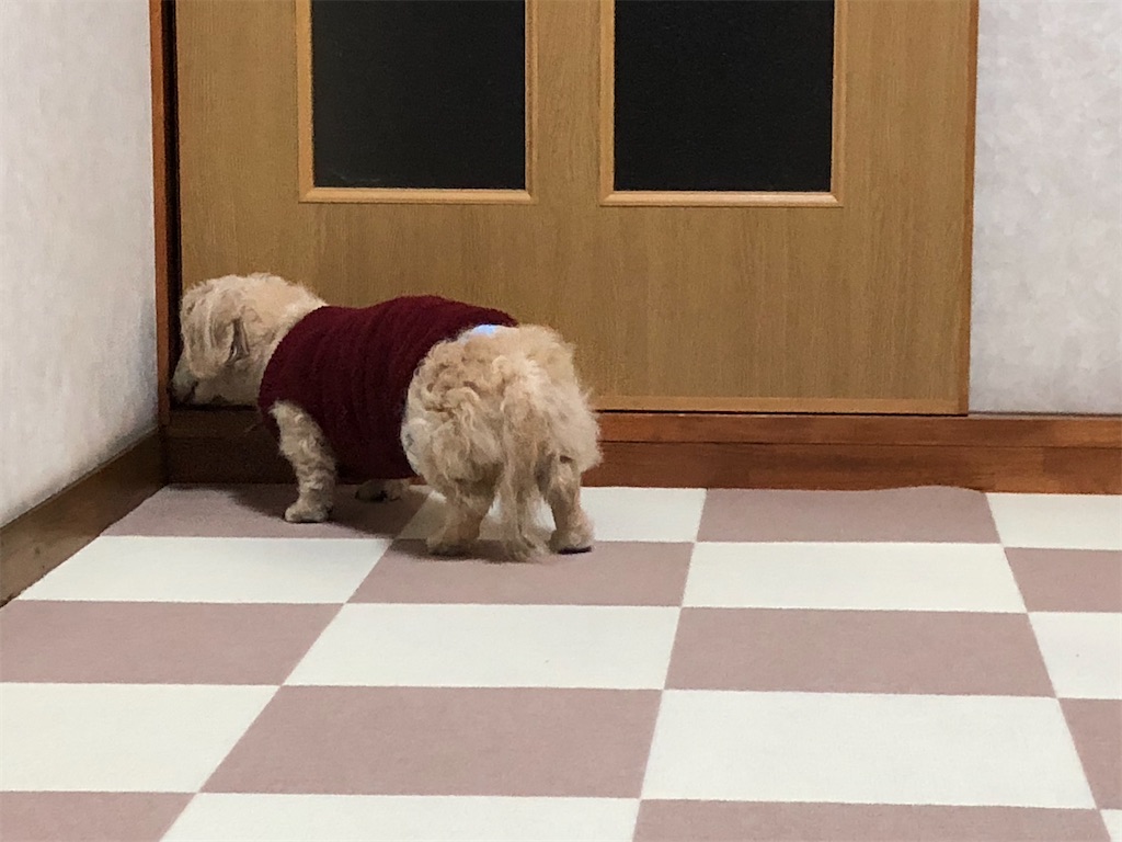 f:id:renkunno:20191220203404j:image f:id:renkunno:20191220203404j:image