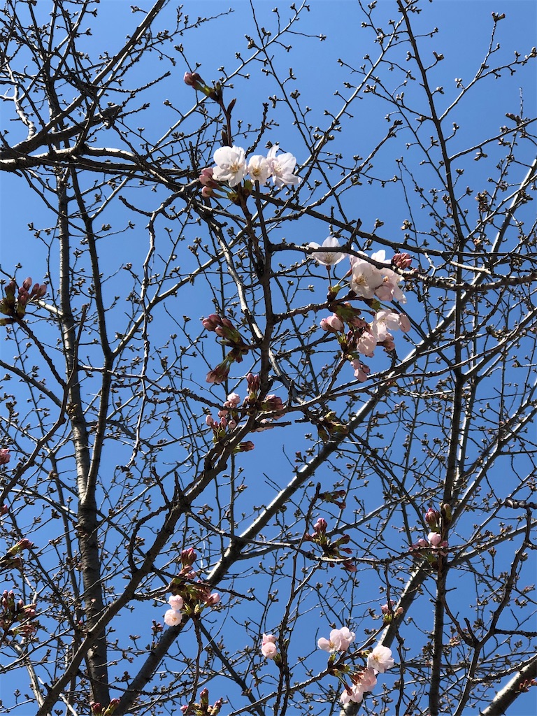 f:id:renkunno:20200323130413j:image