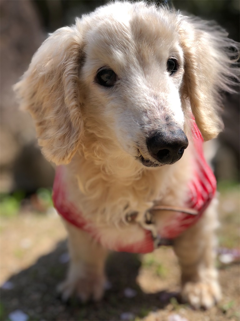 f:id:renkunno:20200404142333j:image f:id:renkunno:20200404142333j:image