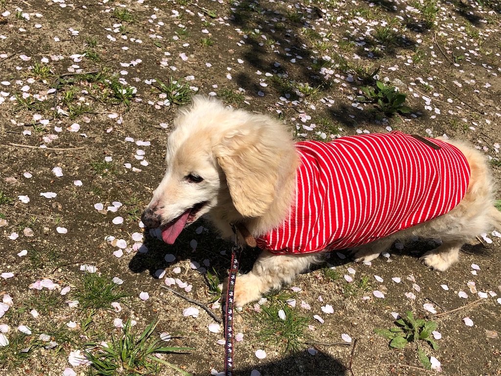 f:id:renkunno:20200404142348j:image f:id:renkunno:20200404142348j:image
