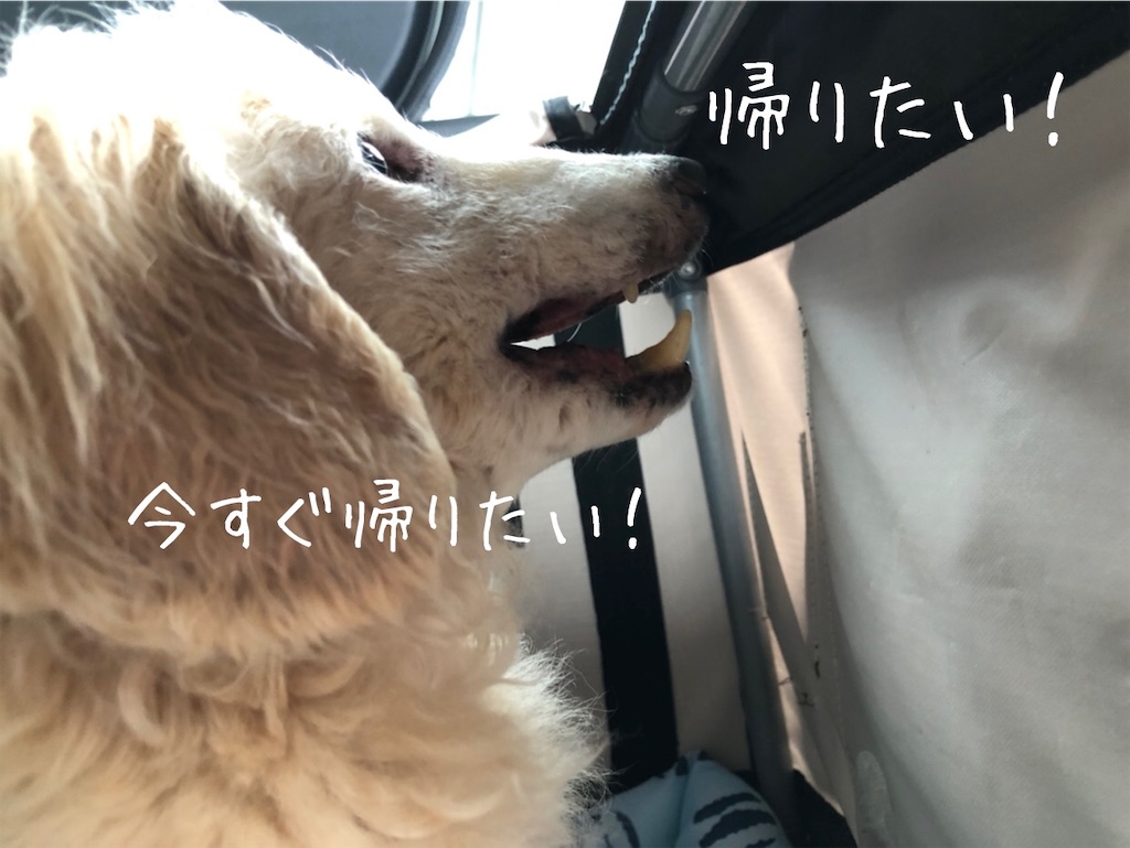 f:id:renkunno:20200515142205j:image