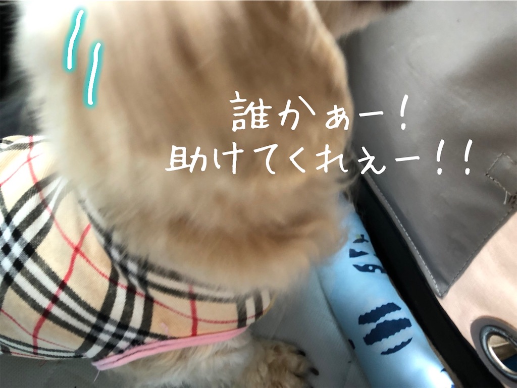 f:id:renkunno:20200515142210j:image