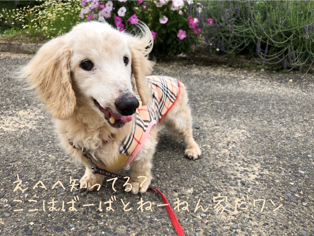f:id:renkunno:20200519163209j:image f:id:renkunno:20200519163209j:image