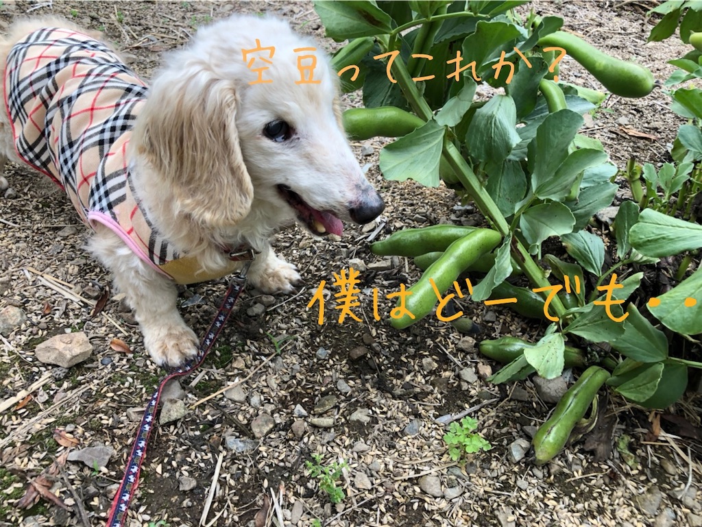 f:id:renkunno:20200519163238j:image f:id:renkunno:20200519163238j:image