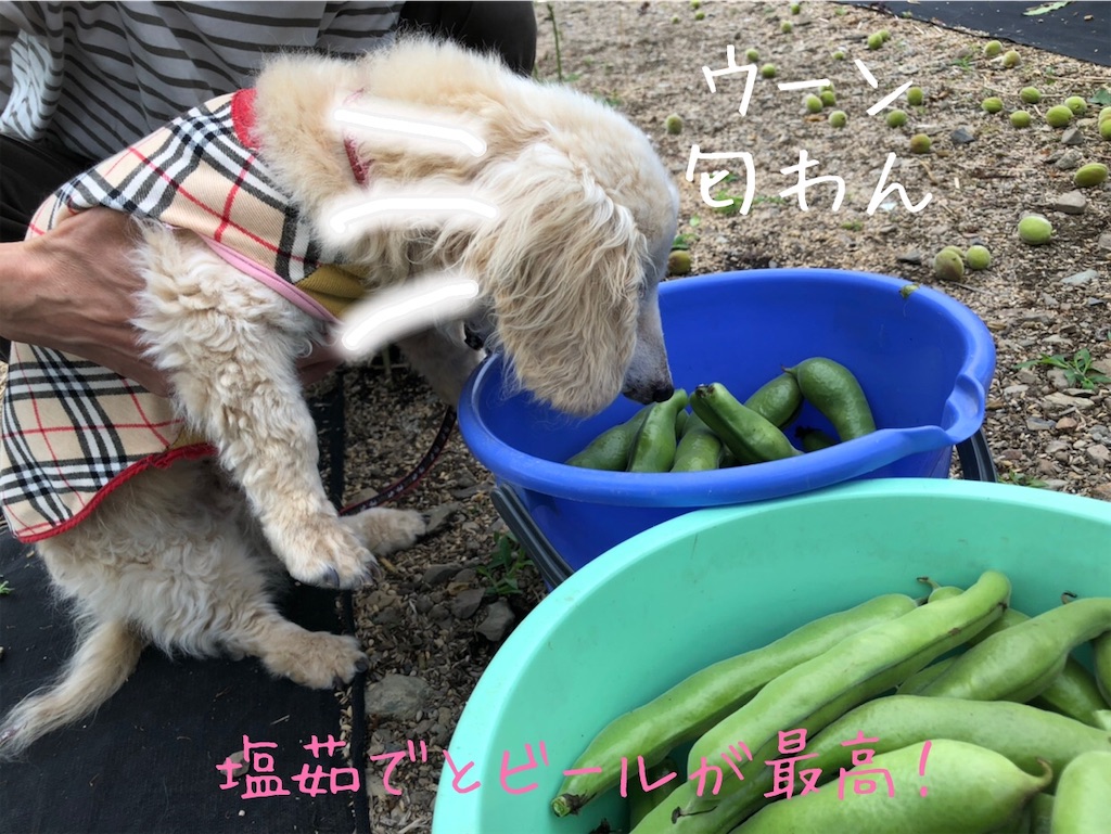 f:id:renkunno:20200519163245j:image f:id:renkunno:20200519163245j:image
