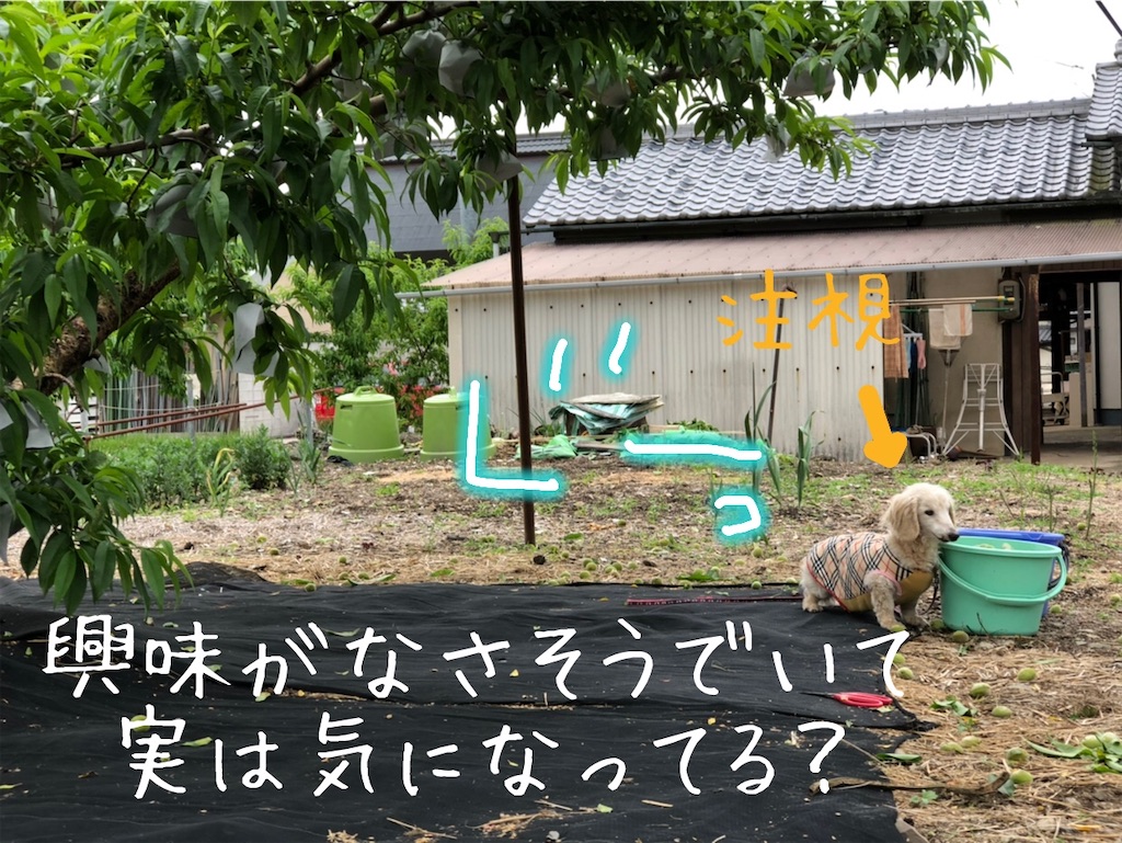 f:id:renkunno:20200519163252j:image f:id:renkunno:20200519163252j:image