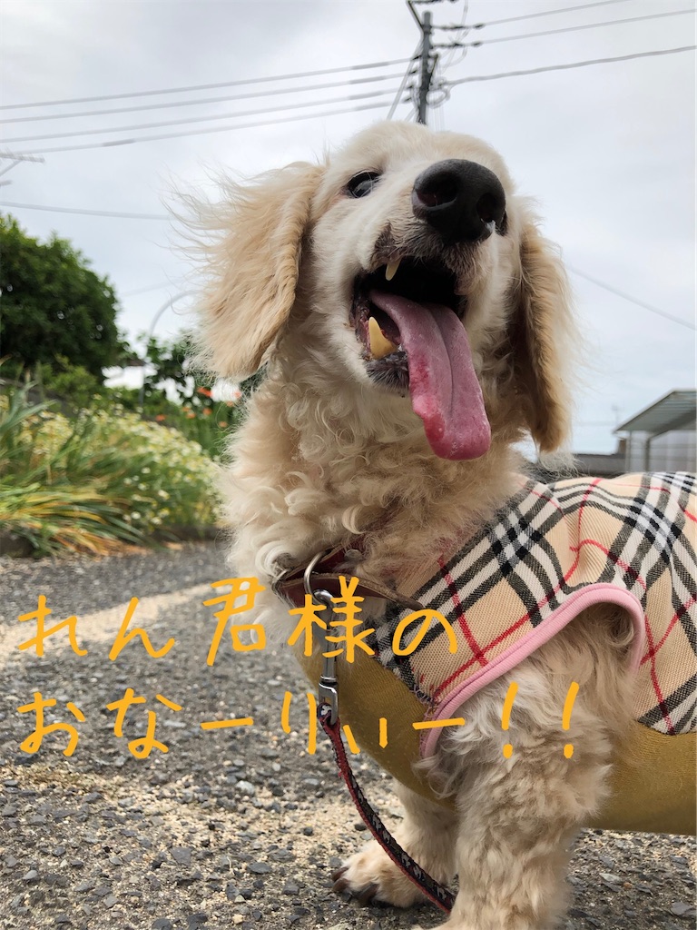 f:id:renkunno:20200519163846j:image f:id:renkunno:20200519163846j:image