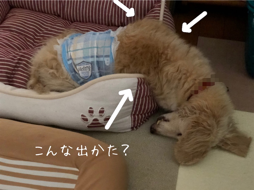 f:id:renkunno:20200608131415j:image