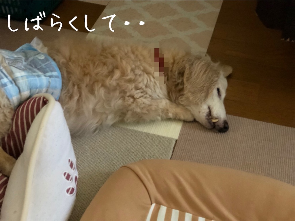 f:id:renkunno:20200608131513j:image