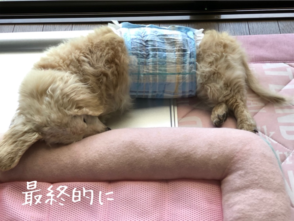 f:id:renkunno:20200608131556j:image