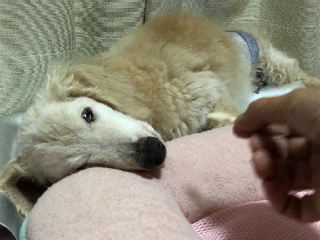 f:id:renkunno:20200801203341j:image