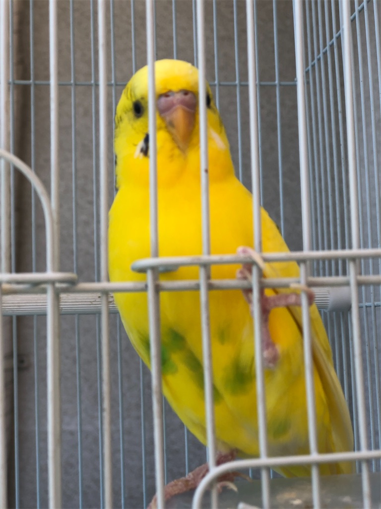 f:id:renkunno:20200921124942j:image