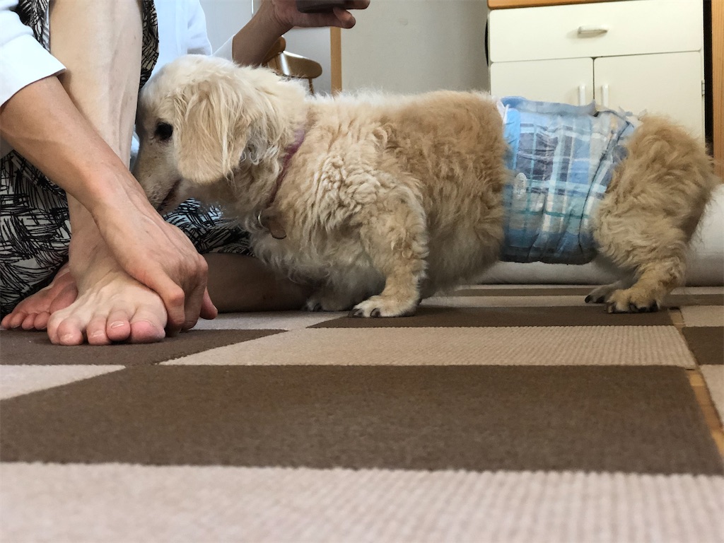 f:id:renkunno:20200923202328j:image f:id:renkunno:20200923202328j:image
