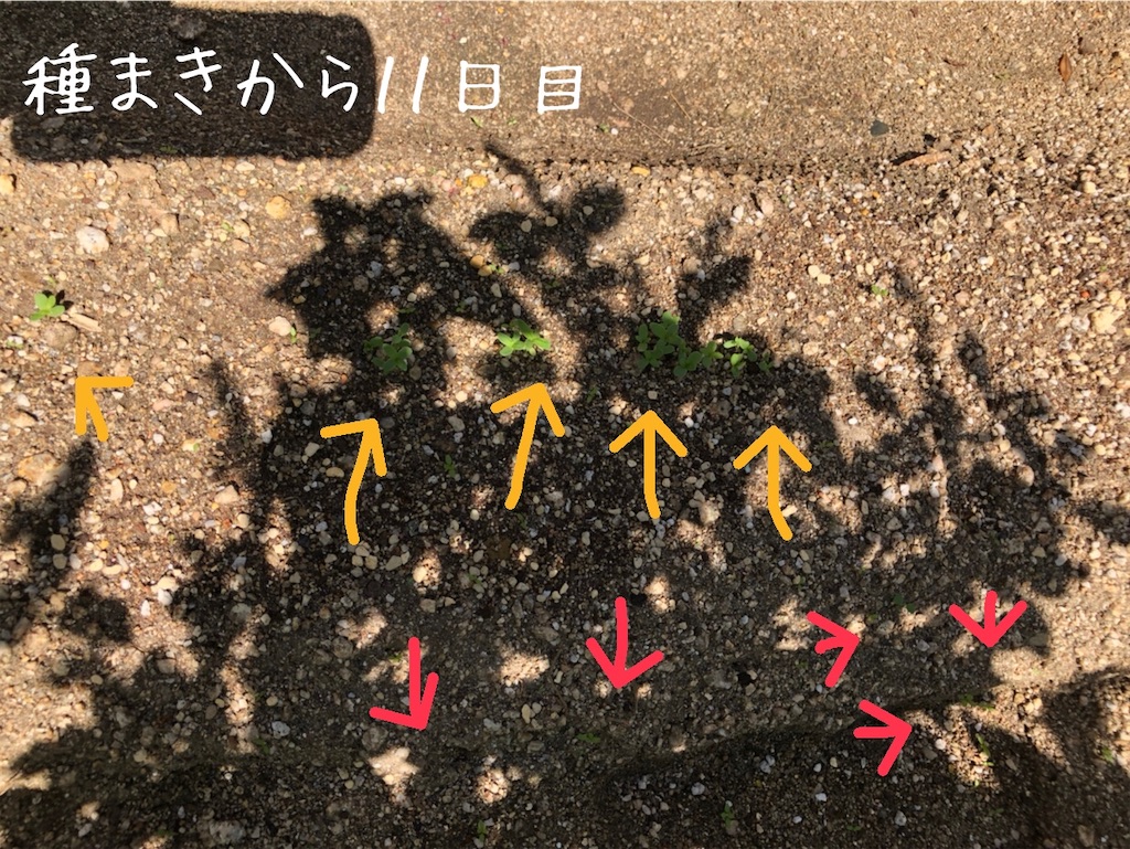 f:id:renkunno:20201009102055j:image f:id:renkunno:20201009102055j:image