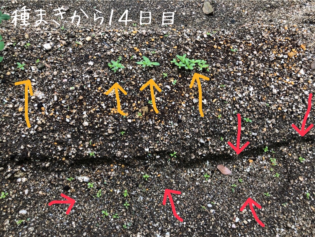 f:id:renkunno:20201010135153j:image f:id:renkunno:20201010135153j:image