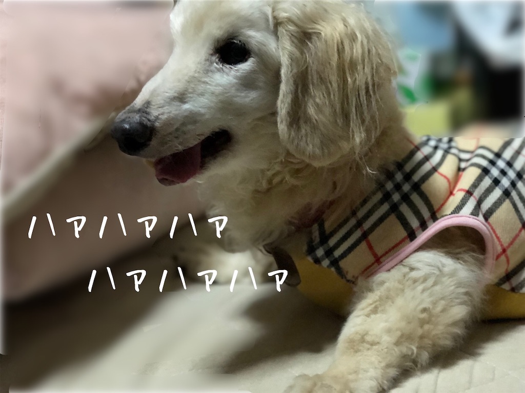 f:id:renkunno:20201010231159j:image