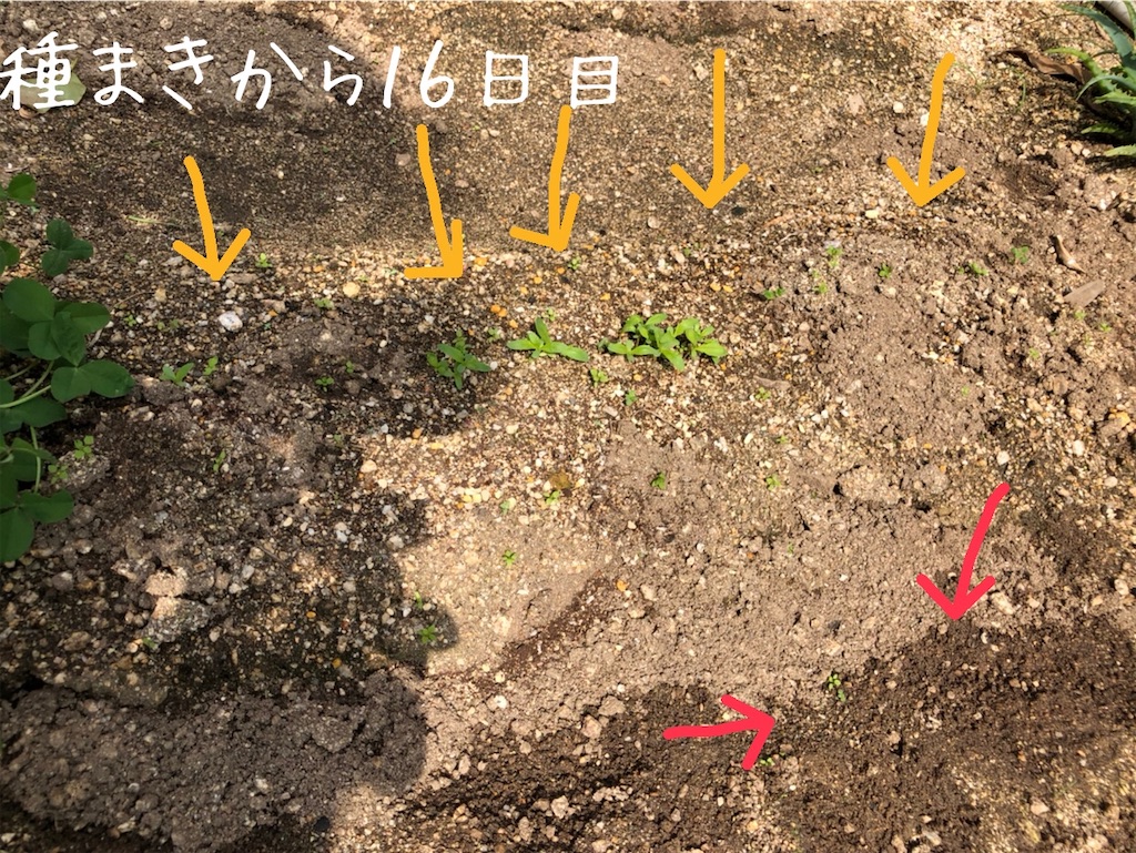f:id:renkunno:20201012140424j:image f:id:renkunno:20201012140424j:image