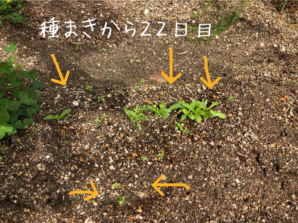 f:id:renkunno:20201018163359j:image f:id:renkunno:20201018163359j:image
