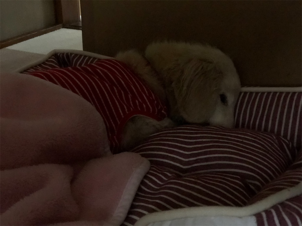 f:id:renkunno:20201019123102j:image f:id:renkunno:20201019123102j:image