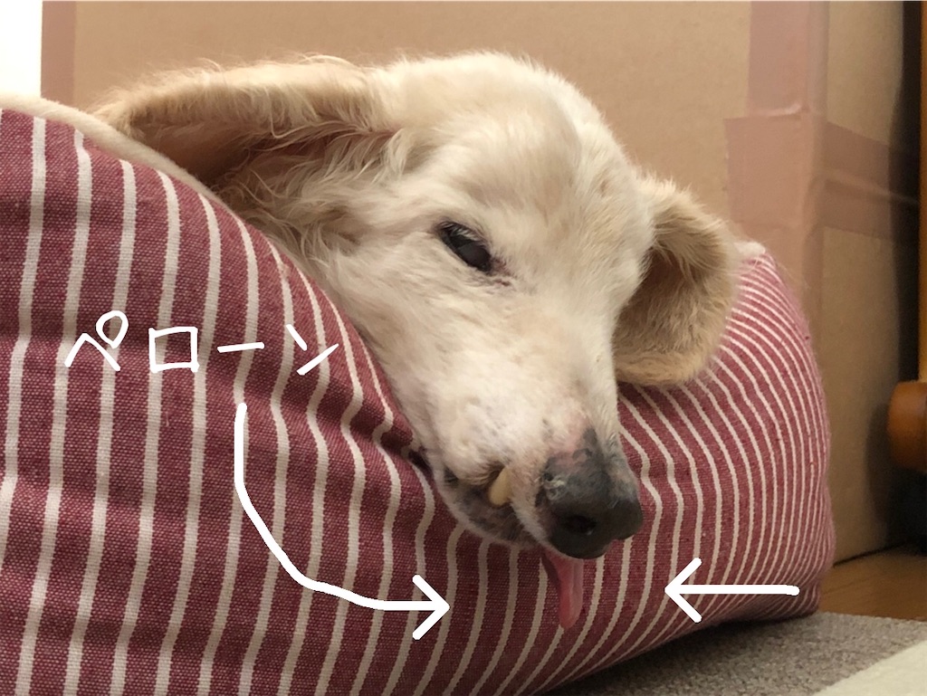f:id:renkunno:20201020135129j:image