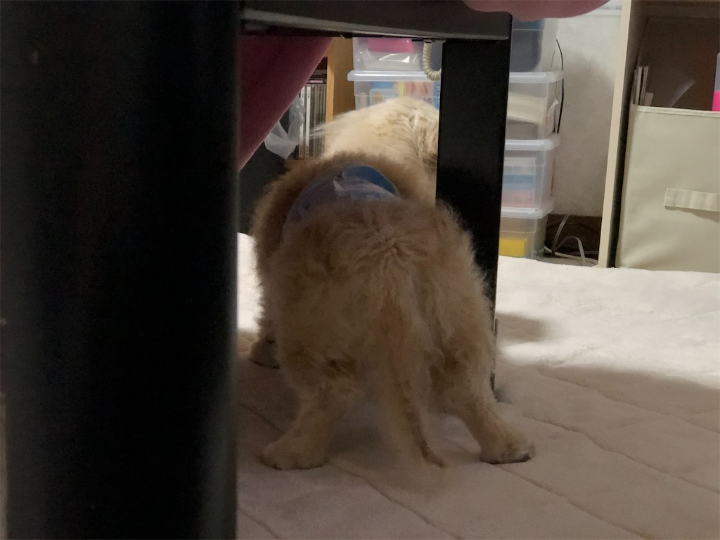 f:id:renkunno:20201024210222j:image f:id:renkunno:20201024210222j:image