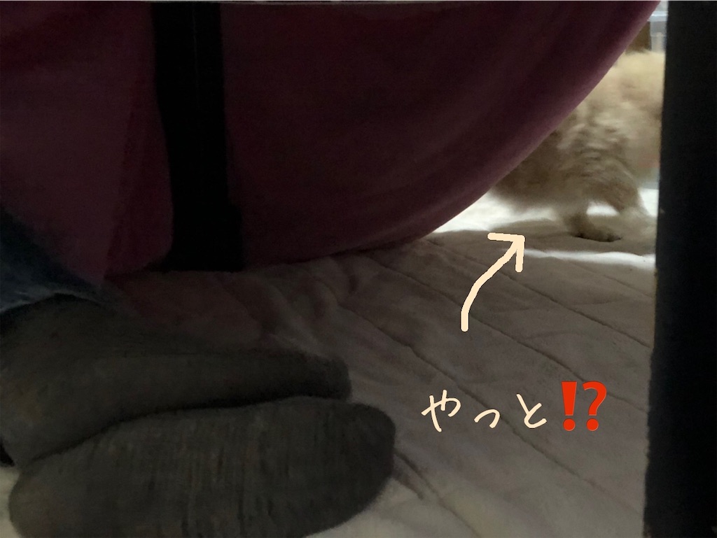 f:id:renkunno:20201024210920j:image f:id:renkunno:20201024210920j:image