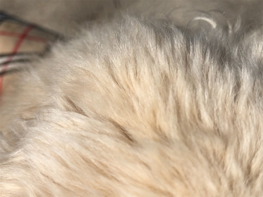 f:id:renkunno:20201109141637j:image f:id:renkunno:20201109141637j:image