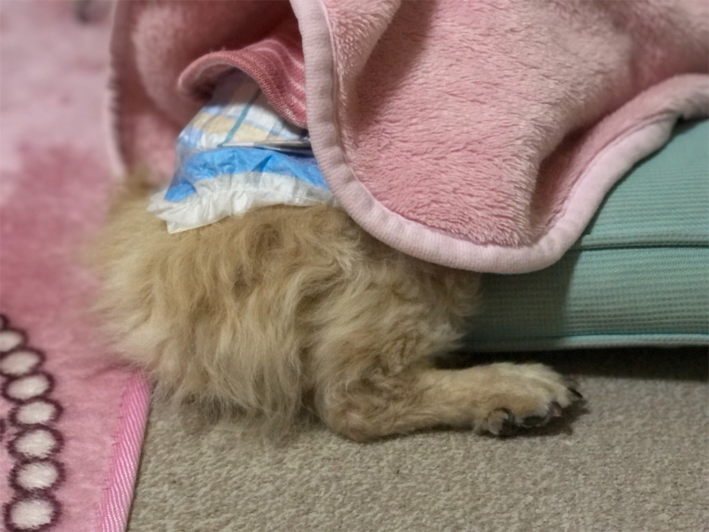 f:id:renkunno:20201204220902j:image