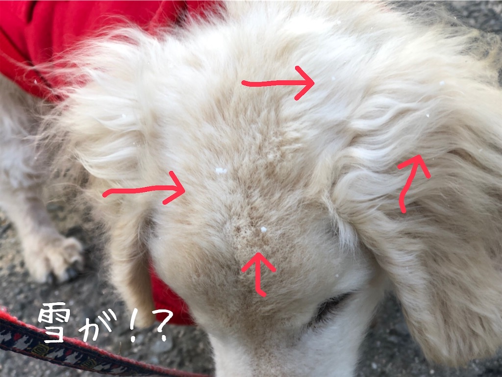 f:id:renkunno:20201217124248j:image