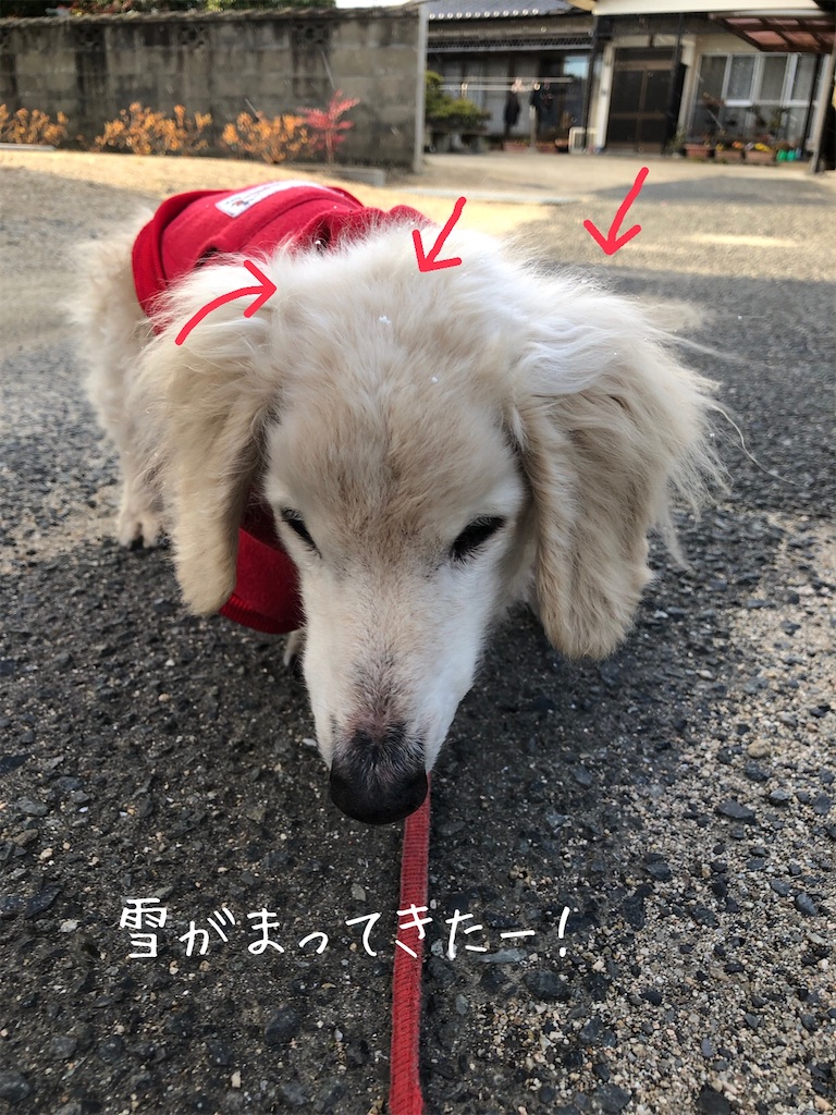 f:id:renkunno:20201217124255j:image