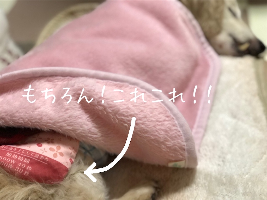 f:id:renkunno:20210106124814j:image